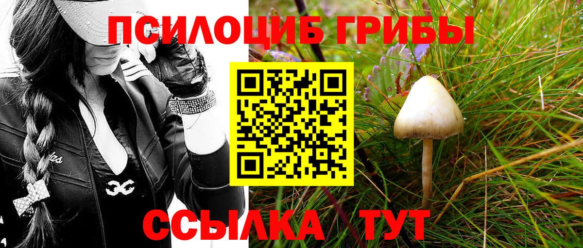 Псилоцибиновые грибы Psilocybine cubensis Сегежа